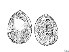 अखरोट colloring मुद्रणयोग्य रङ पृष्ठहरू